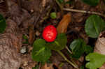 Partridgeberry